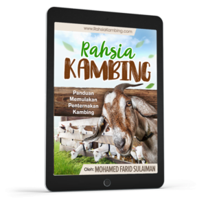 Bisnes Kambing